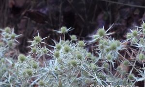 Foto del Cardo corredor o Cardo cuco con sus inflorescencias en maduración.