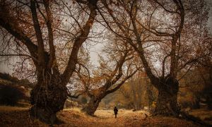 Foto de Paisaje de Los Álamos Centenarios en la Sierra de Baza que va a aparecer en la portada del calendario-2026 de Caja Rural de Granada.