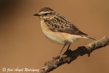 Foto de la Tarabilla norteña