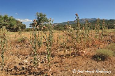 Foto de Onopordum nervosum en las proximidades del Cortijo de Santaolalla (Cruz de la Chaparra) en uno de su hábitat característicos de la Sierra de Baza.