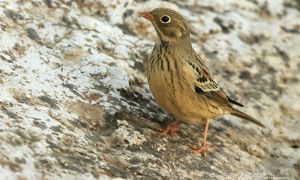 fOTO DE Escribano hortelano (Emberiza hortulana) fotografiada en el entorno del Hide de la Cañada del Espartal (Parque Natural Sierra de Baza).