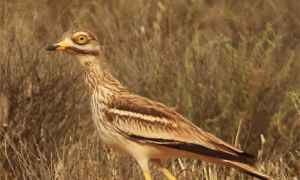 Foto de Alcaraván común (Burhinus oedicnemus)