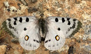 Foto de La mariposa apolo es uno de los más bonitos lepidópteros que podemos encontrar en las montañas ibéricas.