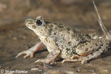 fichas de anfibios