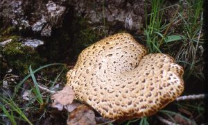 Foto de Consideradas como un fruto de la tierra, las setas es un importante recurso gastronómico y cultural. En la imagen la seta de la especie Polyporus squamosus, comestible en su fase joven.