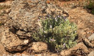Foto de Tomillo aceitunero en floración en su hábitat característico de la Sierra de Baza (Granada).