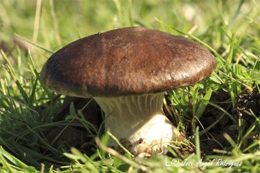 Foto de Seta de cardo cuco en un prado de la Sierra de Baza.