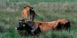 Foto de Vaca de raza Pajuna pastando en los carices de la Dehesa de Moras. Sierra de Baza.