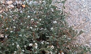 Foto de la Planta de la hierba verruguera fotografiada junto a una pista forestal de la Sierra de Baza (Granada).