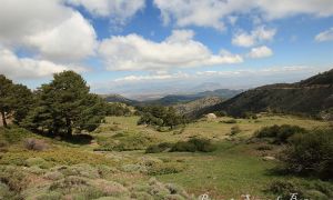 Foto de Pinar oromediterráneo en el Parque Natural Sierra de Baza, uno de sus principales y singulares ecosistemas de este espacio protegido.