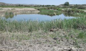 Foto de Una de las lagunas esteparias de la Hoya de Baza, durante un período de inundación de la laguna.