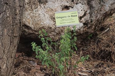Foto de Orégano de Baza fotografiado en el Jardín Botánico de la Hoya de Pedraza (Sierra Nevada. Granada).