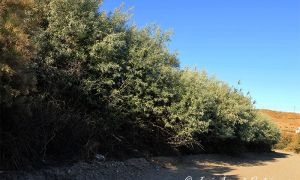 Foto de Paraísos a lo largo del arroyo Uclías en la zona basal de la Sierra de Baza (Granada), formando un espeso seto protegiendo la ribera de la zona de su localización.