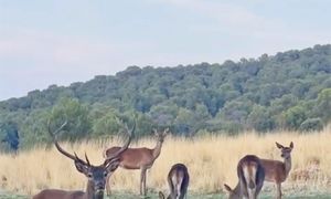 Foto de Ciervo macho con su harén en la Sierra de Baza, fotografiado en septiembre-2024.