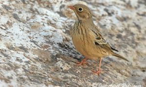 Foto de Escribano hortelano (Emberiza hortulana), una especie fotografiada en el Hide de la Cañada del Espartal que no estaba citada en la Sierra de Baza.