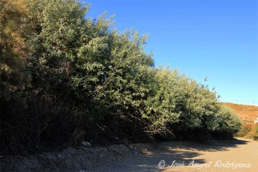 Foto de Paraísos a lo largo del arroyo Uclías en la zona basal de la Sierra de Baza (Granada), formando un espeso seto protegiendo la ribera de la zona de su localización.