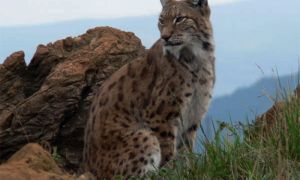 Foto de Lince ibérico.