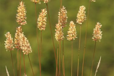 Foto de Detalle de la bonita inflorescencia de la vallesiana, en su hábitat natural de la Sierra de Baza.