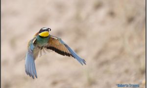 Foto del abejaruco (Merops apiaster)