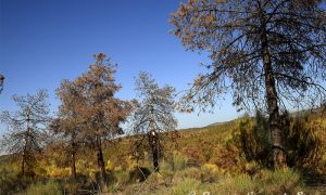 Foto Panorámica de una zona de pinar en situación de decaimiento forestal en la Sierra de Baza (Granada)