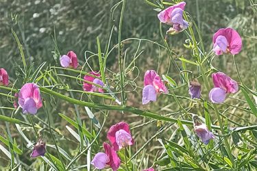Foto de la Albejana en su hábitat natural de la Sierra de Baza.