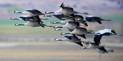 foto de gansos volando