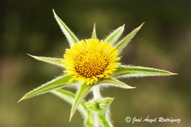 Foto Detalle de la flor espinosa del patagallo, de donde toma su nombre científico de spinosa.