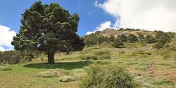 foto de un paisaje de la sierra de baza con pino milenario