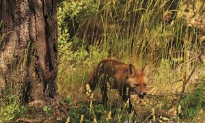 Foto de Zorro rojo moviéndose en una zona boscosa, entre la maleza, en busca de una presa.