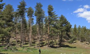 Foto de Pinos silvestres de buen porte en la Sierra de Baza (Granada).