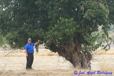 Foto de Ejemplar de morera negra (Morus nigra) de excepcional porte en la zona de La Semana (Parque Natural Sierra de Baza).