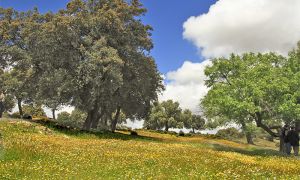Foto de Floración primaveral en el encinar del Royo Serval. Parque Natural Sierra de Baza.