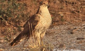 Foto  de una hembra de azor común (Accipiter gentilis) tomada en libertad en el Parque Natural Sierra de Baza. Julio-2024.