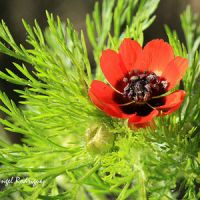 fichas de plantas o a s