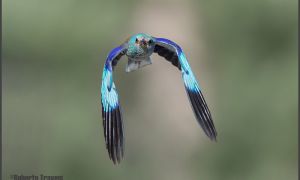 Foto de la Carraca (Coracias garrulus)