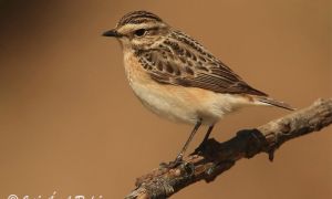 Foto de  Tarabilla norteña (Saxicola rubetra) fotografiada en Sierra de Baza.