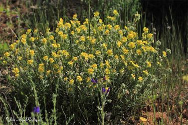 foto de Flor del sol (Helianthemum sps.)