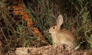 Foto de Conejo de monte en alerta