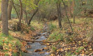 Foto de Paisaje característico de un bosque aluvial de alisos en la Sierra de Baza en otoño. Arroyo de Morax.