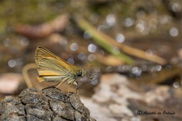 Foto de laDorada línea corta (Thymelicus lineola)
