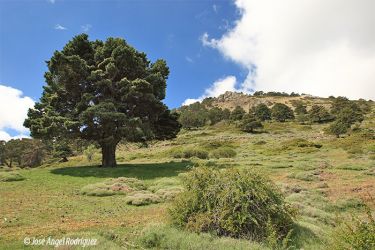 foto de un paisaje de la sierra de baza con pino milenario