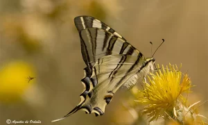 Foto de la mariposa Chupaleches (Iphiclides feisthamelii)