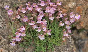 foto de haenorrhinum origanifolium subsp. crassifolium creciendo en un roquedo de la Sierra de Baza