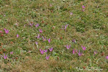 foto de Floración otoñal de un prado colonizado por el colchicum montanum