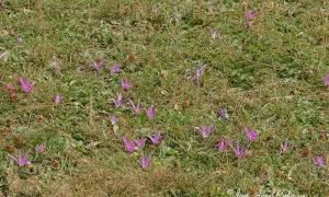 FOTO DE Floración otoñal de un prado colonizado por el colchicum montanum