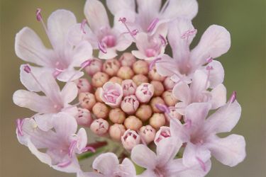 Foto de Detalle de la atractiva floración de la escabiosa mayor (Scabiosa turolensis subsp. turolensis)