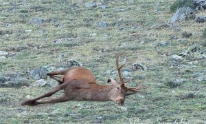 foto de cadáver de ciervo en la Sierra de Baza