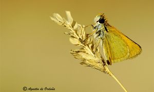 foto de la mariposa Dorada línea larga (Thymelicus sylvestris)