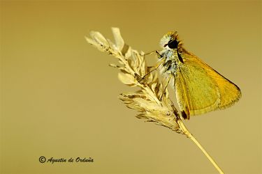 foto de la mariposa Dorada línea larga (Thymelicus sylvestris) 