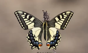 Foto de la mariposa Cola de golondrina (Papilio machaon)